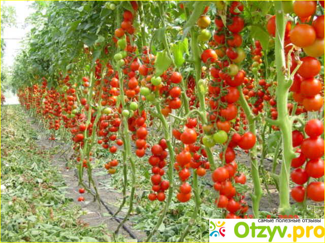 Отзыв о Выращивание томатов