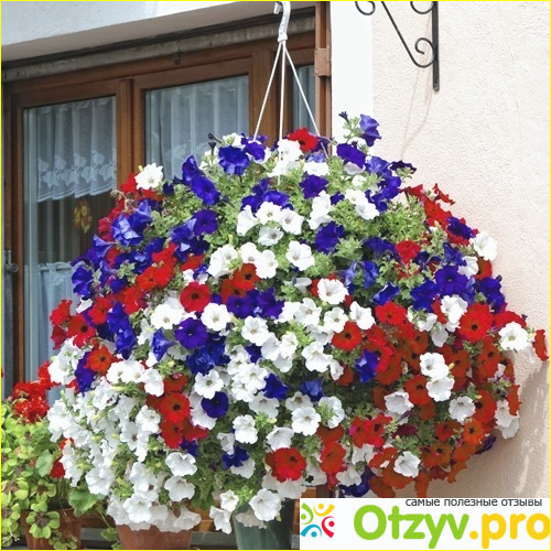 Отзыв о Петуния выращивание