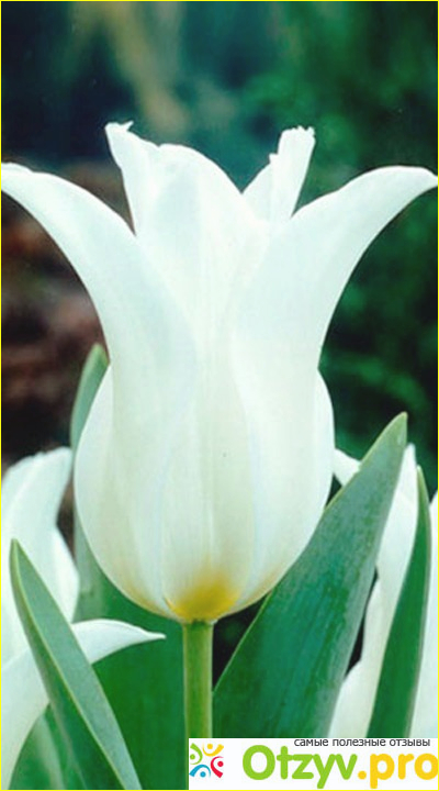 Белые тюльпаны фото1