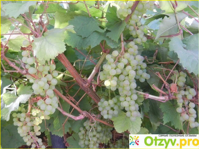 Виноград Кишмиш Виноград Кишмиш фото1