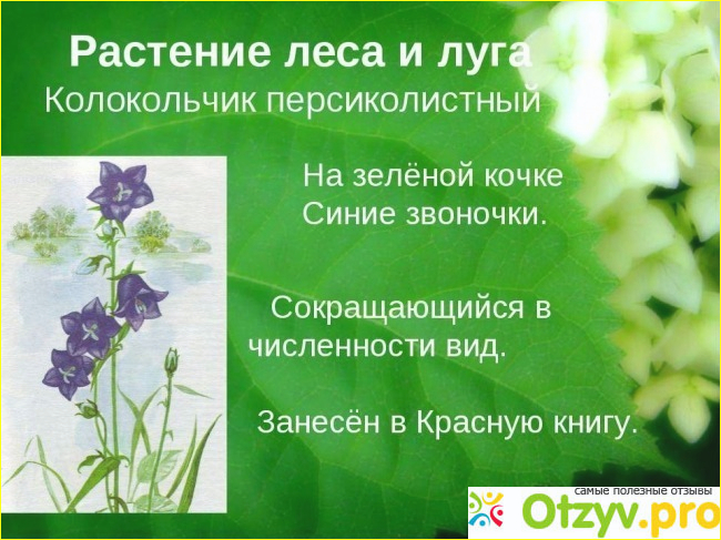 Отзыв о Растения внесенные в красную книгу россии