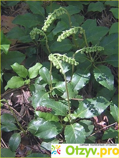 Отзыв о Боровая матка при планировании беременности