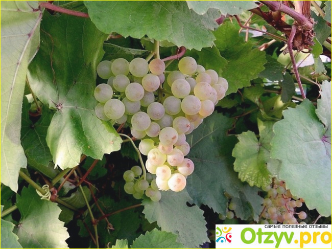 Отзыв о Виноград Кишмиш