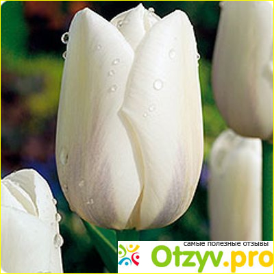 Белые тюльпаны фото3