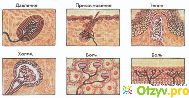 Отзыв о Мышечное чувство