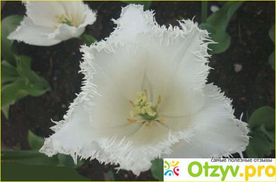 Отзыв о Белые тюльпаны