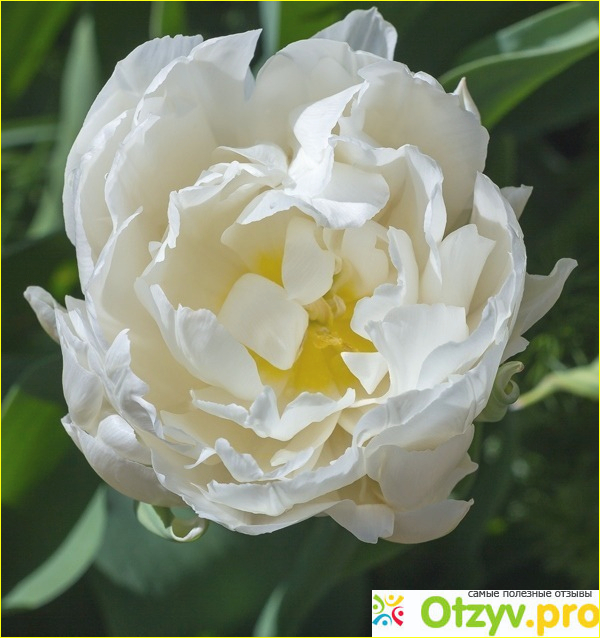 Белые тюльпаны фото2