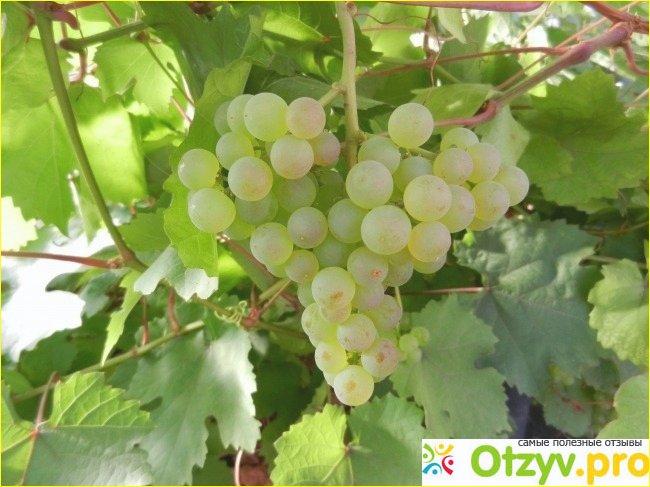 Виноград Кишмиш фото2