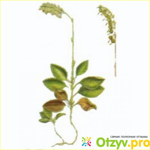 Боровая матка при планировании беременности фото2