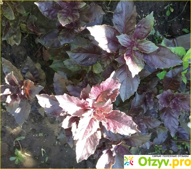Семена базилика пурпурного Ред Рубин Selekt фото1