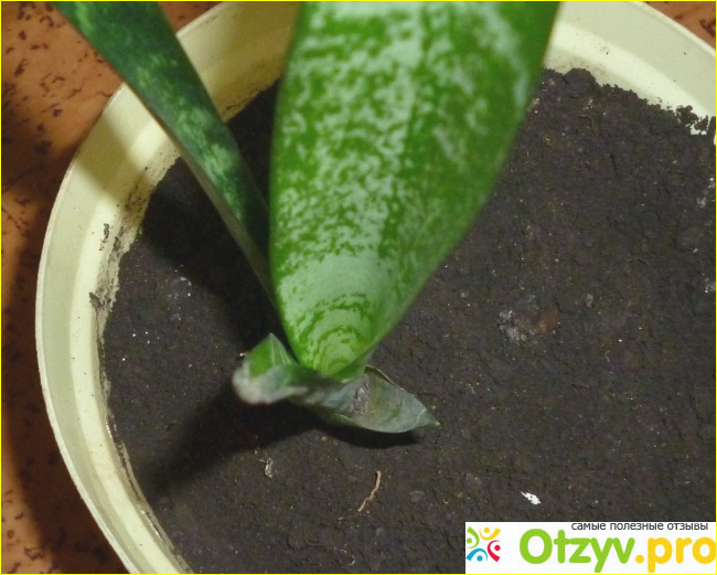 Комнатное растение Сансервьера (сансевиерия) фото1
