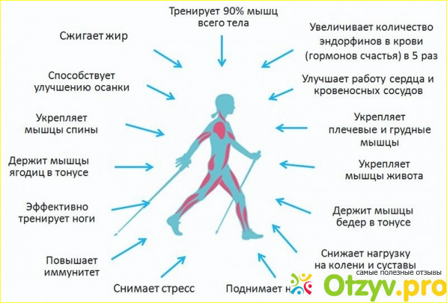 Техника правильной скандинавской ходьбы