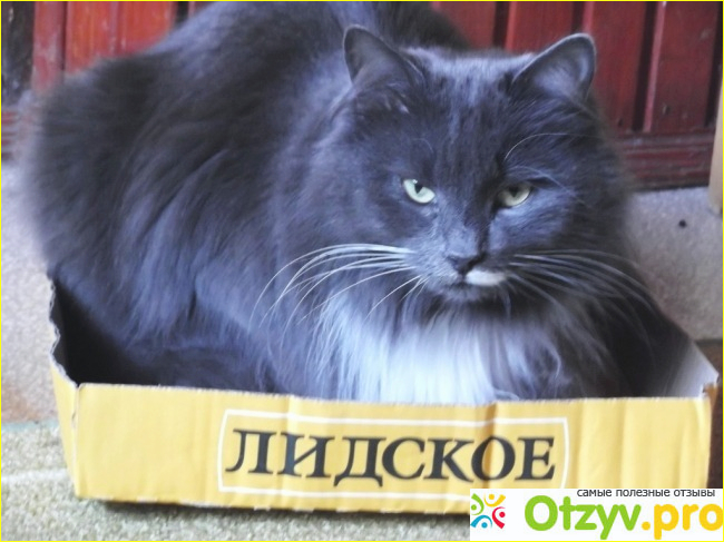 Кошка сибирская фото1