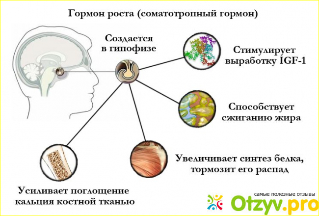 Как действует Ansomone