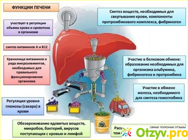 Как принимать: инструкция