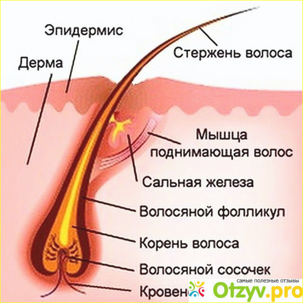 Отзывы о Careprost