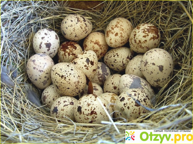 Сколько по времени варить разные яйца вкрутую.