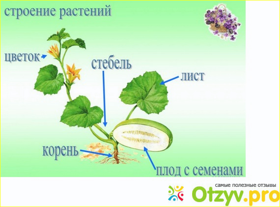 Из каких же частей состоит растение?