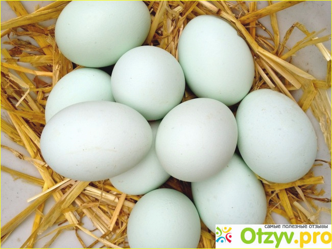 Отзыв о Как варить яйца вкрутую - яйца вкрутую сколько варить