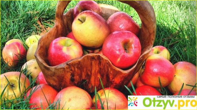 Отзыв о Яблоки: витамины, полезные свойства, вред