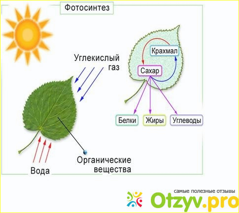 Какие интересные растения существуют в мире и чем они интересны?