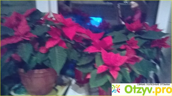 Рождественская звезда - цветок Пуансеттия (Poinsettia). фото1