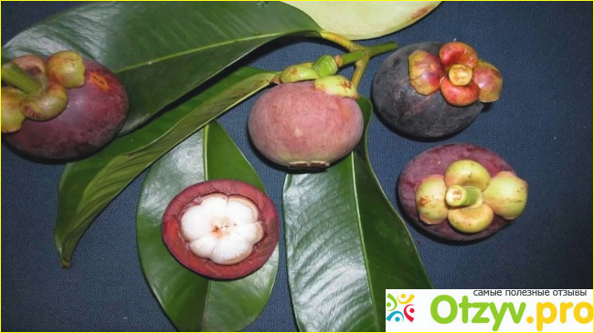 Mangosteen цена фото1