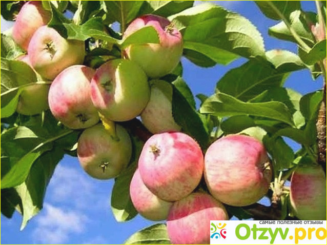 Яблоки: витамины, полезные свойства, вред