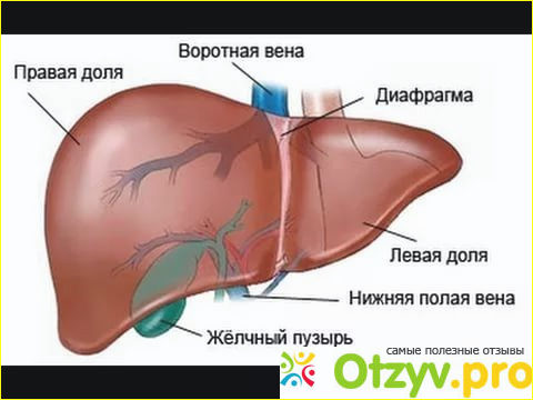 Как же действует Гепацепт на печень