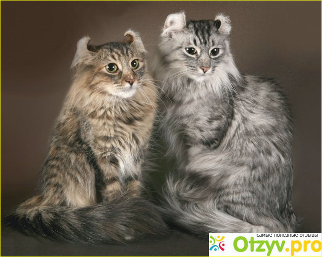 Уход за котом