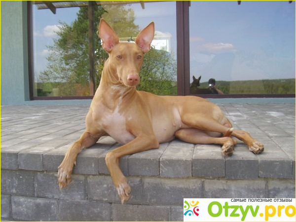 Фараонова собака: описание породы, стандарт, щенки фото1