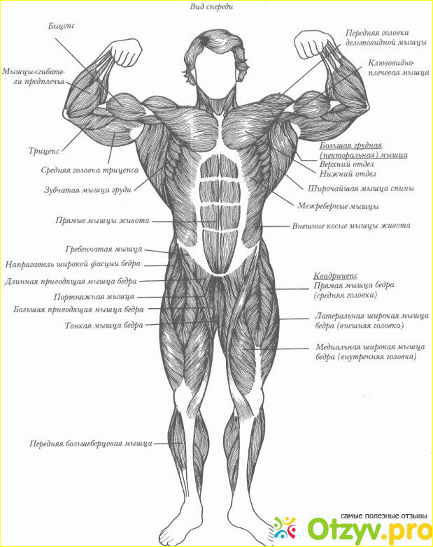 Отзыв о Мышечная система организма человека строение