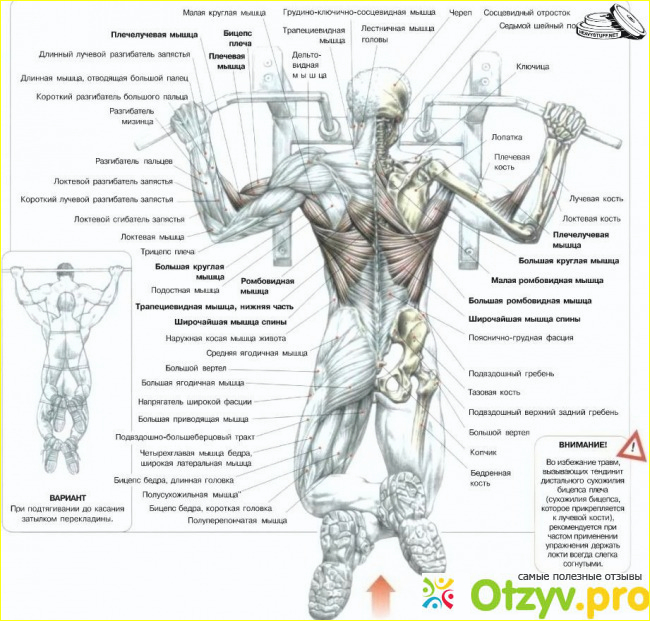 Отзыв о Как выбрать между подтягиваниями и тягой верхнего блока