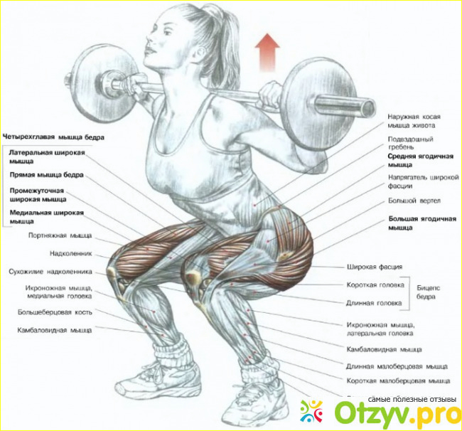 Отзыв о Классические приседания со штангой: техника, советы