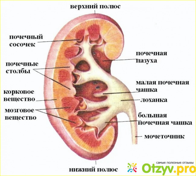 Анатомические особенности