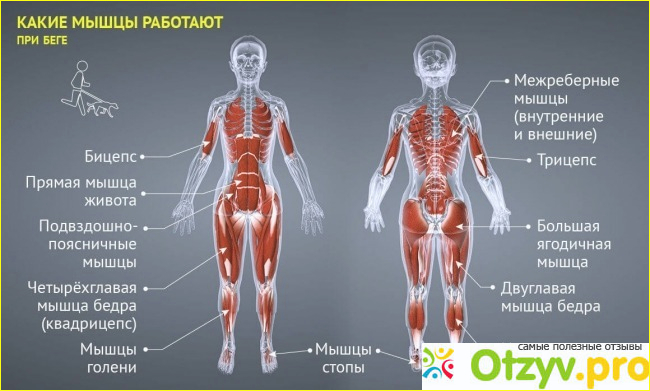 Бег в парке и на беговой дорожке. В чем отличие