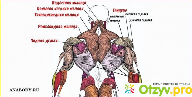 Отзыв о Мышцы плеча: анатомия