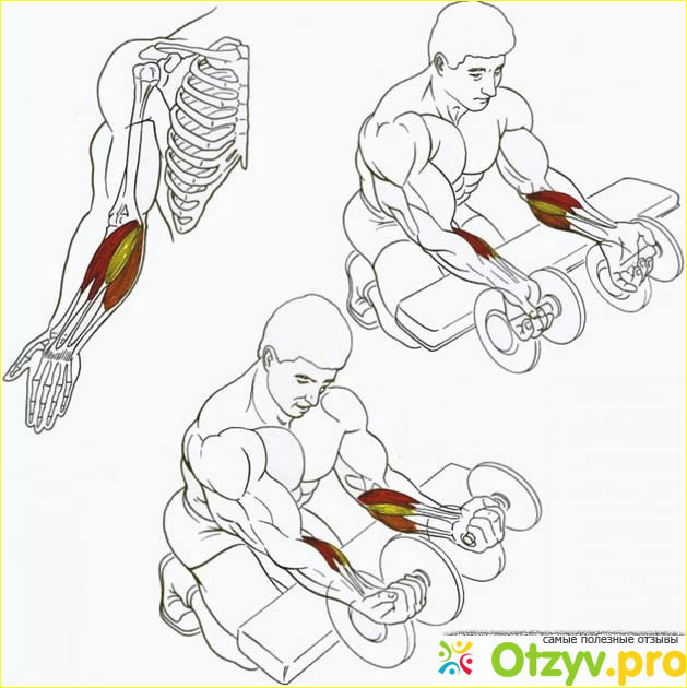 Отзыв о Как увеличить объем рук: программа упражнений на бицепс