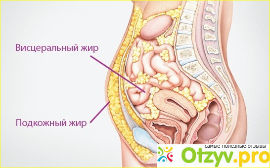 Отзыв о Как убрать висцеральный жир?