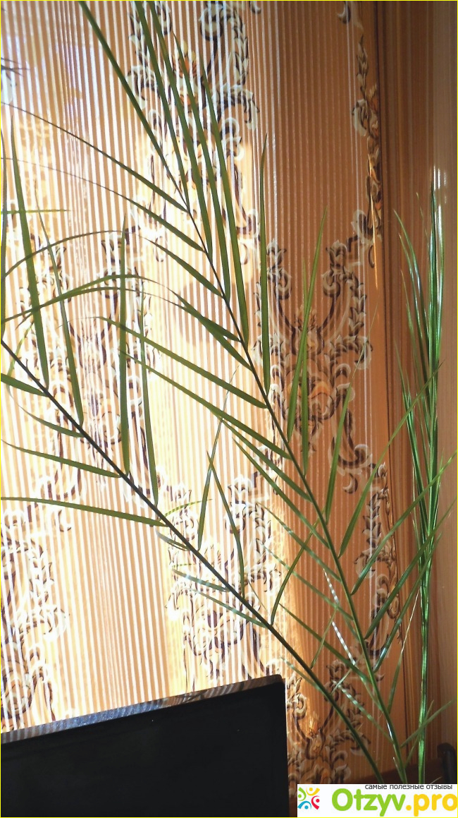 Отзыв о Финиковая пальма - Как вырастить Финиковую пальму из косточки