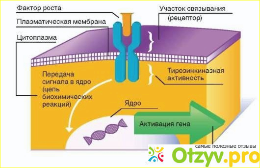 Инструкция по применению