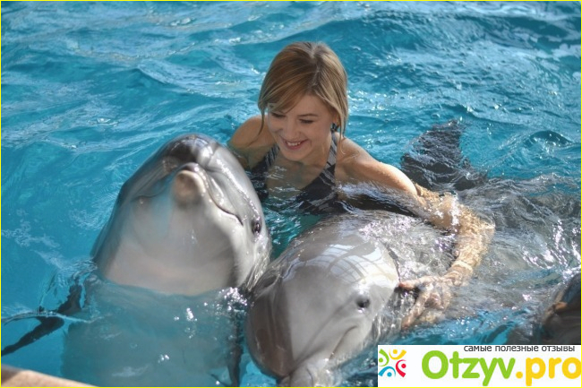 Плавать с дельфинами в москве фото1