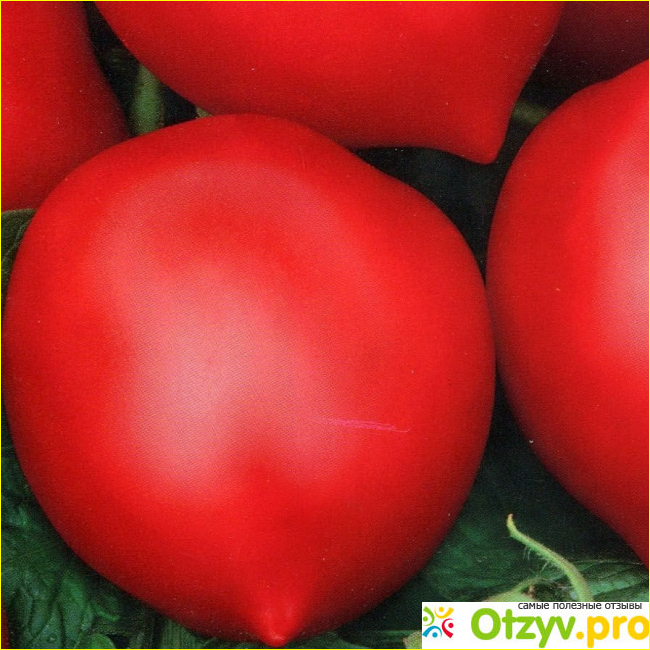 Описание сорта помидоров под названием Хали-Гали.