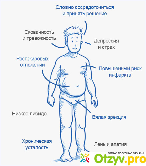 Роль тестостерона в организме.