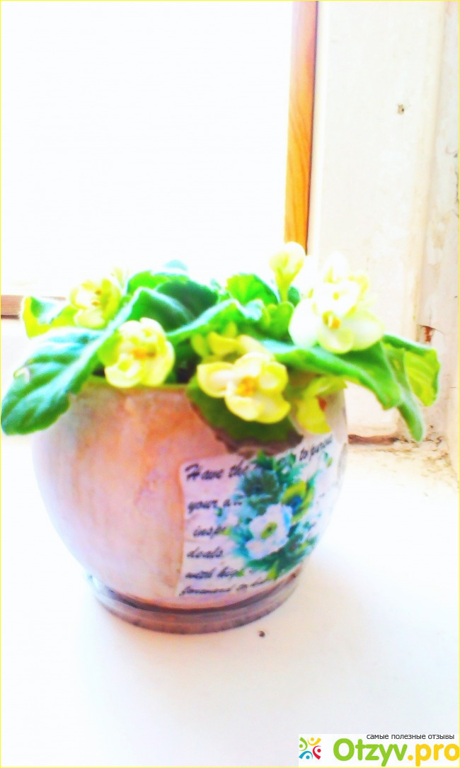 Комнатное растение Фиалка фото1