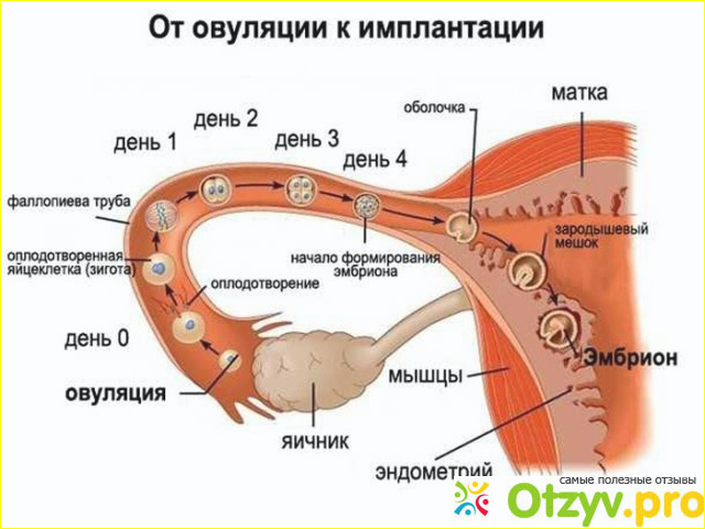 Когда же происходит овуляция?