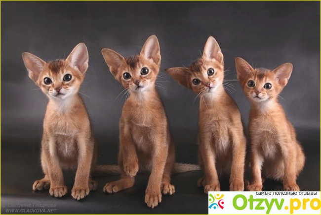 Порода кошек абиссинская фото1