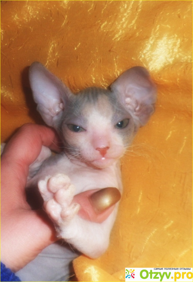 Кошка породы донской сфинкс фото3
