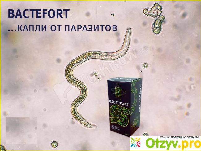 Эффективность капель «Bactefort»