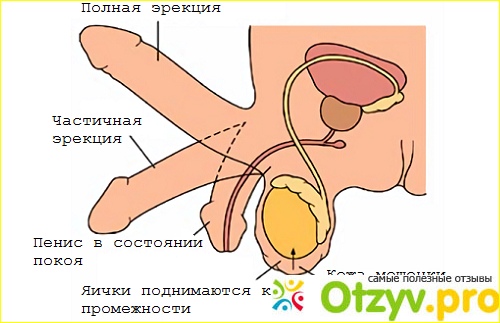 Где купить